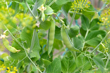 Pea pods on a background of green leaves and dill