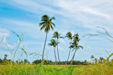 palm trees and green grass background