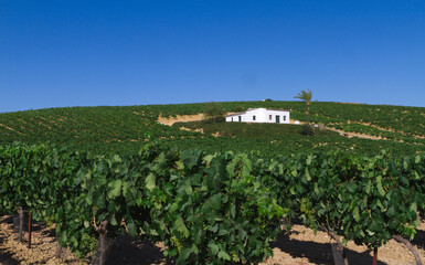 Fototapeta na wymiar Landscape of vineyards in southern Spain