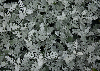Cineraria maritima Silverdust with silvery foliage in the garden.