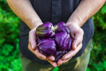 Organic vegetables. Healthy food. Fresh organic purple pepper in farmers hands. Gardening or harvest concept