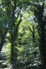 Obraz premium Animal and nature photos from the Schoenbrunn Zoo in Vienna