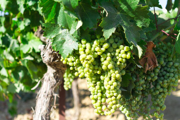 Fototapeta premium bunch of grapes in the field