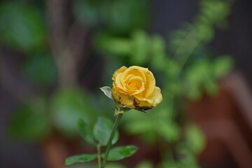 yellow rose in green background