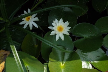 White Flower of Water Lily in Full Bloom
