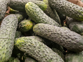 Organic cucumbers on the store, cucumbers close-up