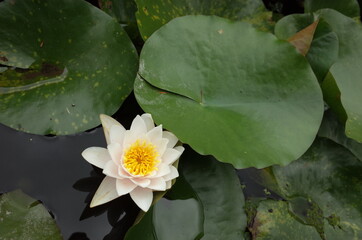 White Flower of Water Lily in Full Bloom
