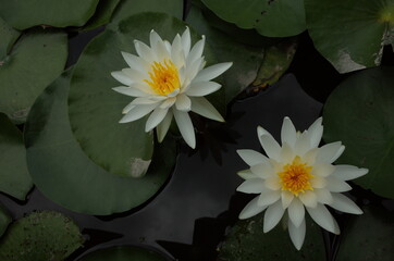 White Flower of Water Lily in Full Bloom

