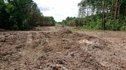Budowa nowej drogi - wylesianie. © WalDec