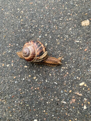 snail on the road