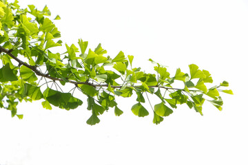 Laub des Ginkgobaumes im Gegenlicht, Ginkgo biloba