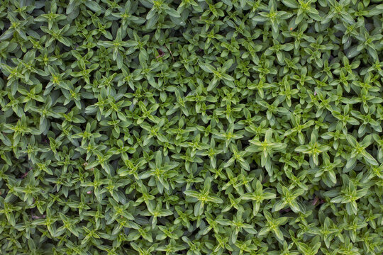 Close-up of oregano planted in a garden.