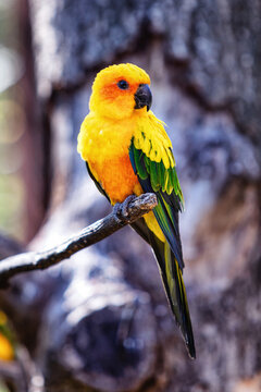 View of a parakeet Conure Soleil, Ariege, Pyrenees, Occitanie, France