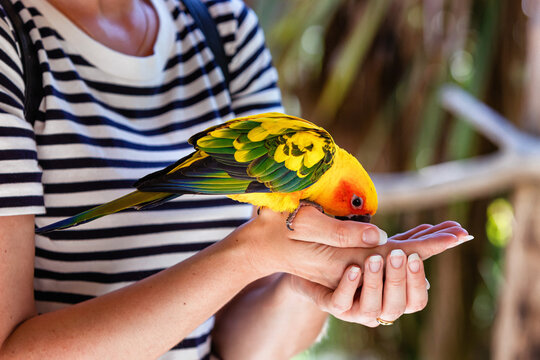View of a Sun Conure parakeet eating in a young woman's hand, Ariege, Pyrenees, Occitanie, France