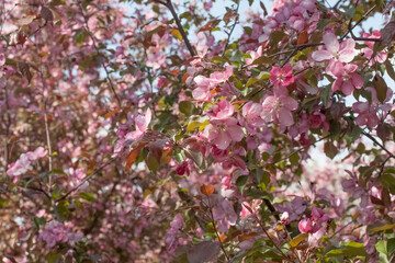 Flowers of an apple tree