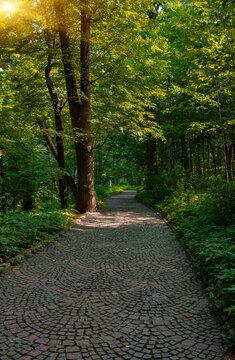 Paved Lonely Park Trail For Walking And Promenade Nature Landscaping Scenery Environment Idyllic Space With Green Trees Foliage And Summer Sun Light And Glare Without People