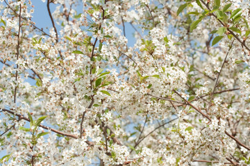 Flower of an apple tree