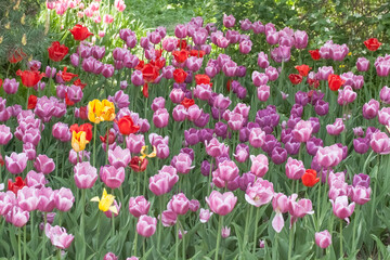 Tulips in the garden