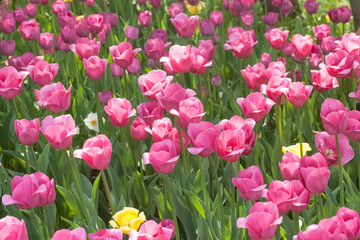 Tulips in the garden