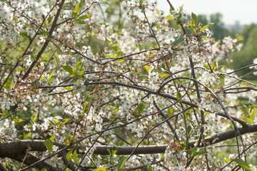 Flower of an apple tree