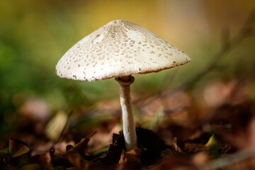 Mushroom in the forest