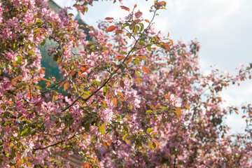 Flower of an apple tree