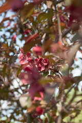 Flowers of an apple tree