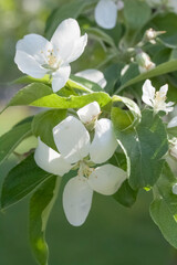 Obraz premium Flower of an apple tree