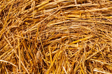 Dry yellow straw grass background texture after havest