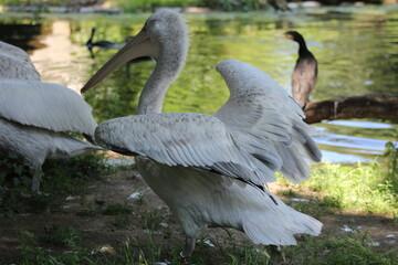 Animal and nature photos from the Schoenbrunn Zoo in Vienna