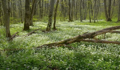 Spring in forest © jacf5244