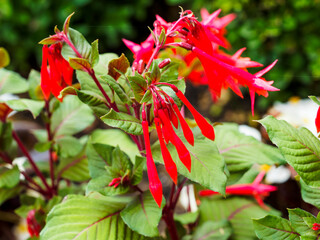Fuchsia lumineux ou Fuchsia triphylla 'fulgens' aux grappes de fleurs tubulaires rouge orangé dans un feuillage luxuriant vert aux feuilles cordiformes  vert brillant teinté de pourpre