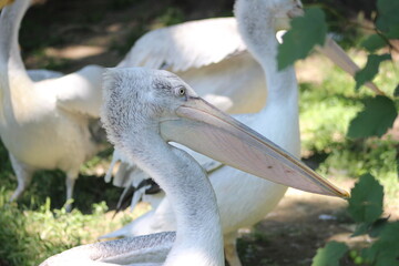 Animal and nature photos from the Schoenbrunn Zoo in Vienna