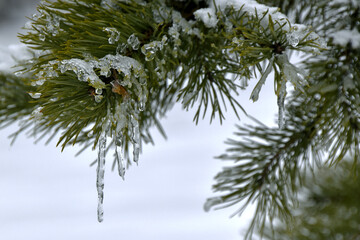 Melting fresh snow on pine branches immediately turns into icicles of ice. Spring in the foothills of the Western Urals.