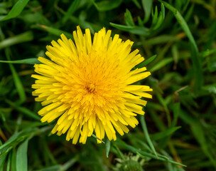 dandelion flower
