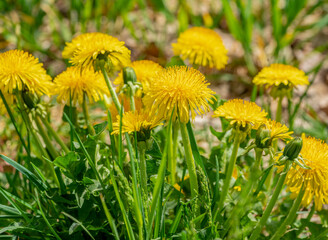 dandelion flowers