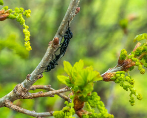 mating Hawthorn Flies
