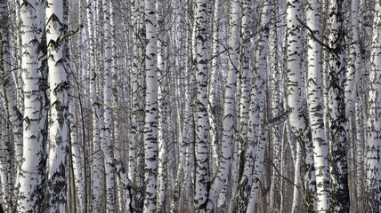 Trunks of young white birches lit by the sun in a birch tree. View of Spasskaya Mountain. Spring in the foothills of the Western Urals.