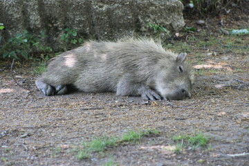 Animal and nature photos from the Schoenbrunn Zoo in Vienna