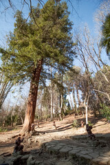 Forest in Russia, Sochi