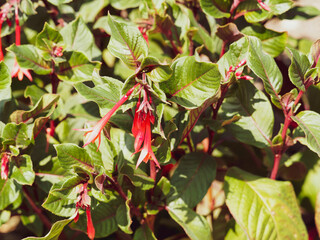 Fuchsia triphylla 'Fulgens' aux fleurs tubulaires rouge orangé à calice charnu, longues étamines, au bout de tiges rougeâtres aux grandes feuilles billantes, ovales, bordurées de pourpre