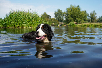 Happy Bernese Mountain Dog standing in the water in the river, Dedham, England 