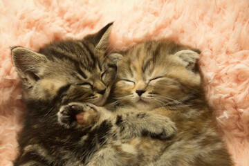 Two cute kittens sleep together.