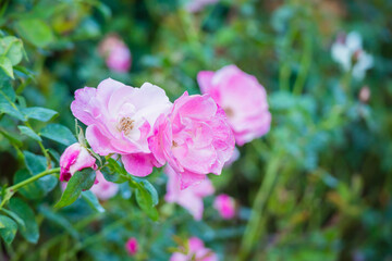 Fototapeta na wymiar Beautiful pink roses flower in the garden