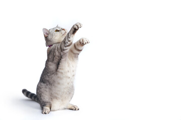Cute scottish cat stands on its hind legs on a white isolated background, pulls its front legs up, releasing its claws © Svetlana Krylatova