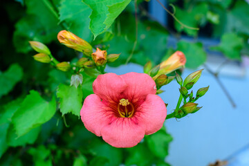 One vivid orange red flower and green leaves of Campsis radicans plant, commonly known as the trumpet vine or creeper, cow itch or hummingbird vine, in a garden in a sunny summer day.