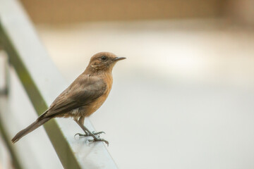 robin perched bird on a fence