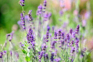 Many small blue lavender flowers in a sunny summer day in Scotland, United Kingdom, with selective focus, beautiful outdoor floral background.