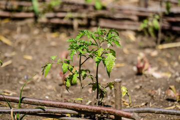 Close up of one young tomato plant with green leaves in direct sunlight, in a herbs garden, in a sunny summer day, beautiful outdoor monochrome background photographed with selective focus.