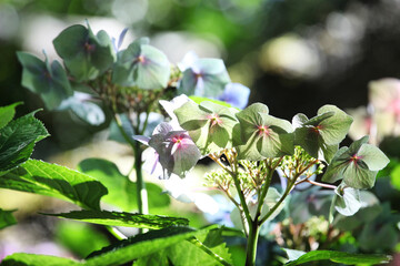 Green and blue lacecap florets on a hydrangea macrophylla in the summer sunshine